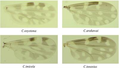 Potential roles of Culicoides spp. (Culicoides imicola, Culicoides oxystoma) as biological vectors of bluetongue virus in Yuanyang of Yunnan, P. R. China